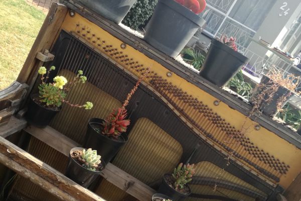 Piano plant display